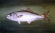 William Aiken Walker Blue Fish - 18" x 27" Premium Canvas Print