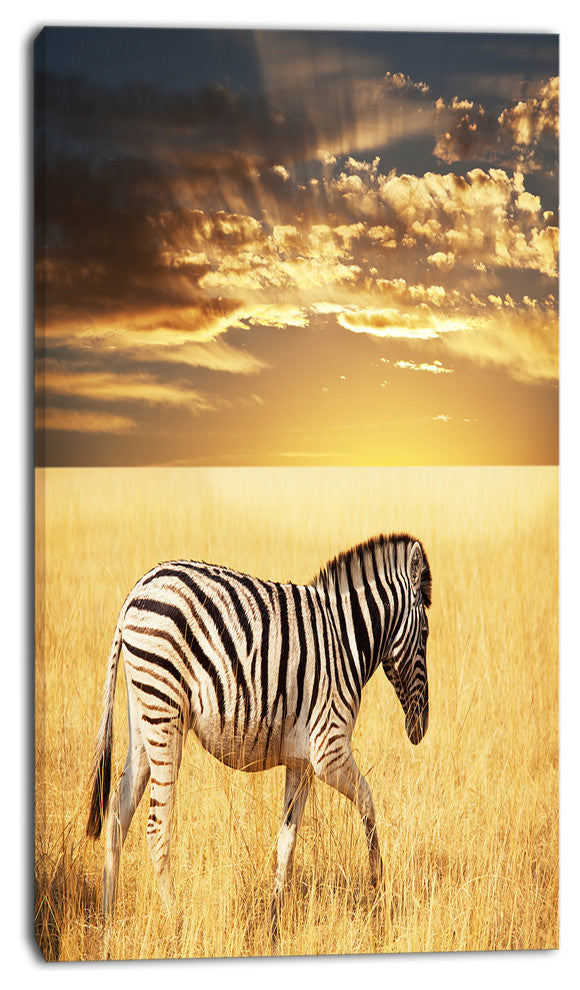 Solitary Zebra Walking in Grassland, African Canvas Art Print, 16"x32"