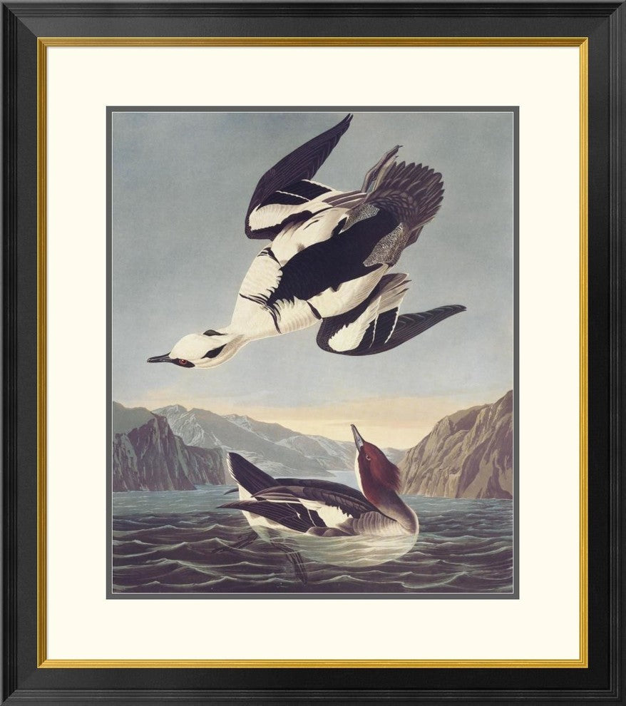"Smew Or White Nun" Framed Digital Print by John James Audubon, 29x32"