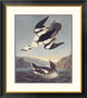 "Smew Or White Nun" Framed Digital Print by John James Audubon, 29x32"
