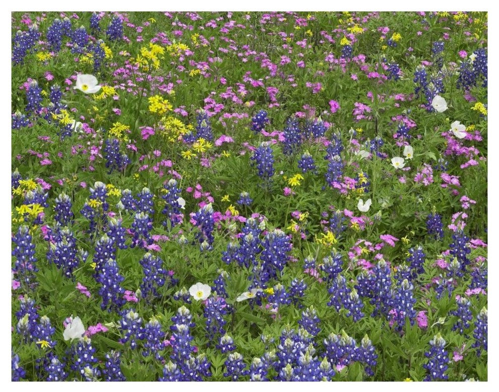 "Sand Bluebonnet flowers, Hill Country, Texas" Print by Tim Fitzharris, 50"x38"