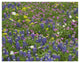 "Sand Bluebonnet flowers, Hill Country, Texas" Print by Tim Fitzharris, 50"x38"