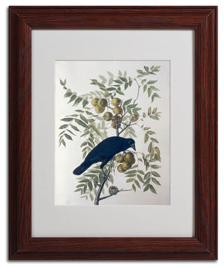 'American Crow' Matted Framed Canvas Art by John James Audubon