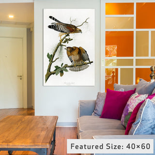 "Red-shoulderd Hawk" by John James Audubon, 40x26x1.5"