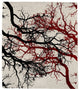 Coorabie B Signature Rug, 5'x8'