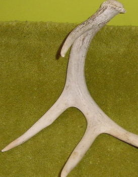 Rocky Mountain Mule Deer Chandelier, Sunbleached Antler, Parchment Shades
