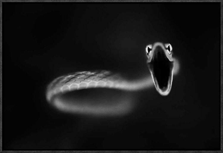 "Vine Snake Strike" Framed Canvas Giclee by Thomas Haney, 23x16"