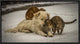 "Sweet Effusions" Framed Canvas Giclee by Riccardo Lucidi, 23x12"