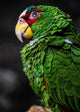 Green Parrot Cute Funny Animal Macro Photography, 4"x6", Metal Print