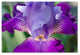 PIPA Fine Art ''Glowing Iris'' Canvas Art, 24x16