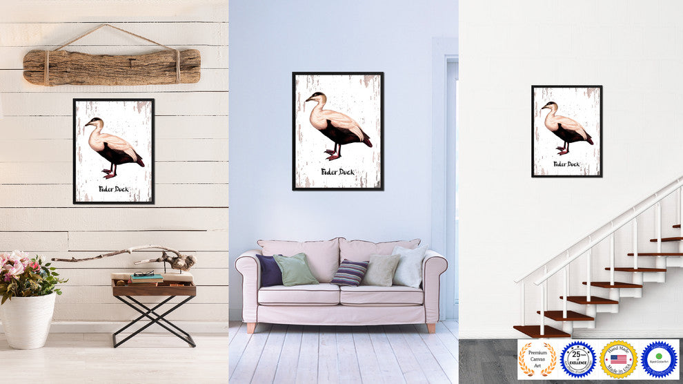 Eider Duck Bird Canvas Print, 13"x17"