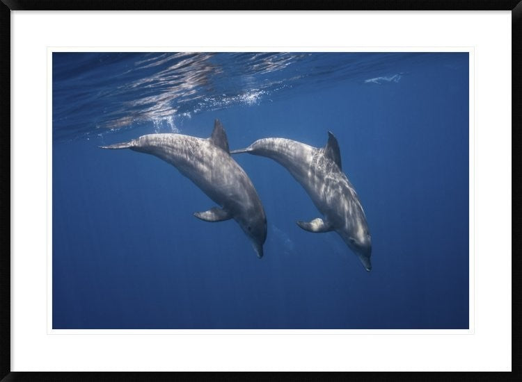 "Two Bottlenose Dolphins" Framed Digital Print by Barathieu Gabriel, 38"x28"