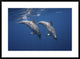 "Two Bottlenose Dolphins" Framed Digital Print by Barathieu Gabriel, 38"x28"