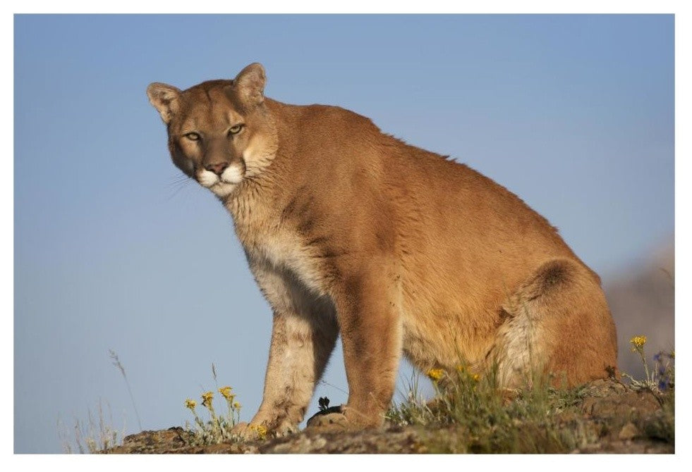 "Mountain Lion North America" Digital Paper Print by Tim Fitzharris, 32"x22"
