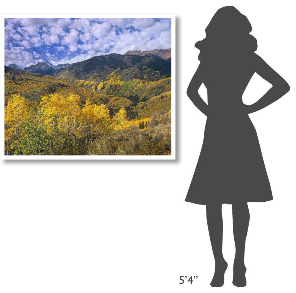 "Quaking Aspen in autumn, Colorado" Paper Print by Tim Fitzharris, 42"x35"