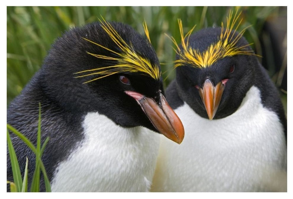 "Macaroni Penguin pair, Cooper Bay, South Georgia Island" Paper Art, 50"x34"