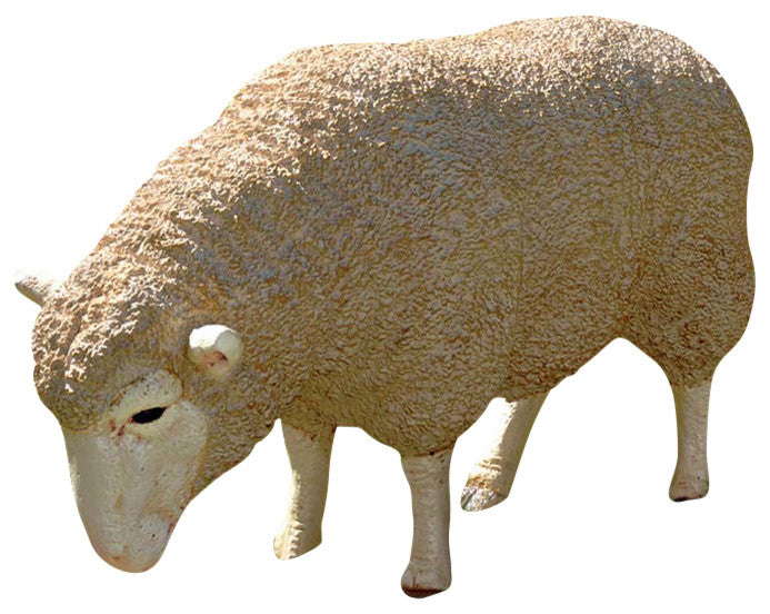 Merino Ewe With Head Down