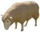 Merino Ewe With Head Down