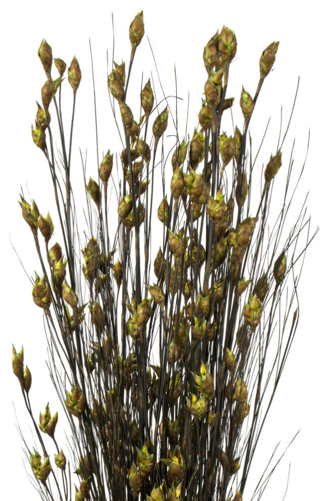 Vickerman H1Bfl100 36-40" Basil Bell Grass With Seed Pods, Bundle, Preserved