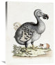 "The Dodo" Stretched Canvas Giclee by Frederick P. Nodder, 23"x30"