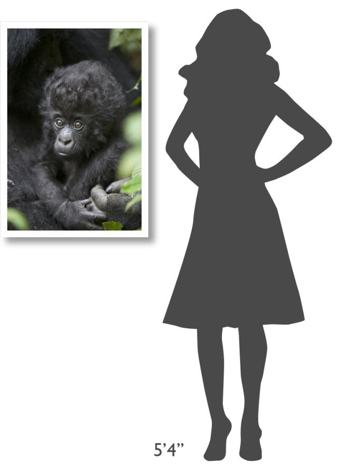 "Gorilla infant, endangered, Parc National Des Volcans" Paper Art, 22"x32"