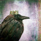 Marmont Hill, "Crow King" by Morgan Jones Painting on Wrapped Canvas, 40x40