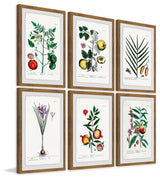 "Plantas Jali Hexaptych" Framed Prints, 24"x36", 6-Piece Set