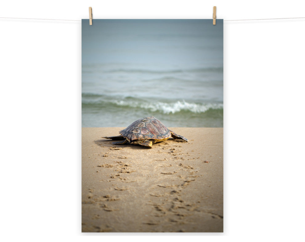 Baby Loggerhead Sea Turtle Beach Ocean Photograph Loose Wall Art Print, 18" X 24"