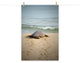 Baby Loggerhead Sea Turtle Beach Ocean Photograph Loose Wall Art Print, 18" X 24"