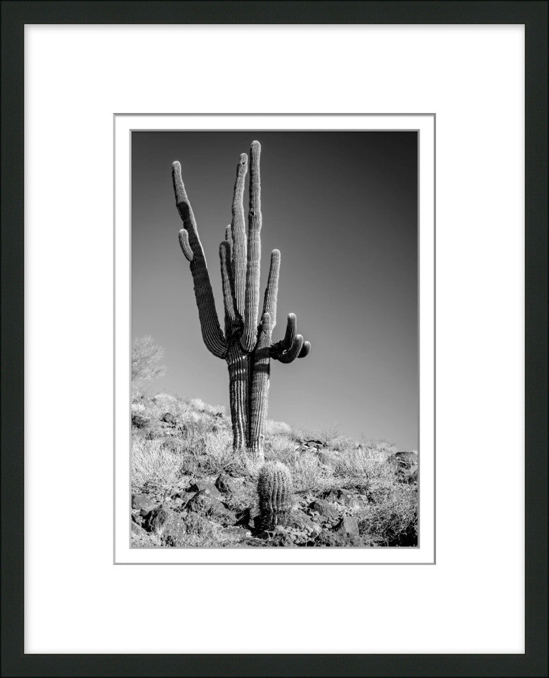 Black & White Cactus 2, Giclee Reproduction Artwork