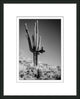Black & White Cactus 2, Giclee Reproduction Artwork