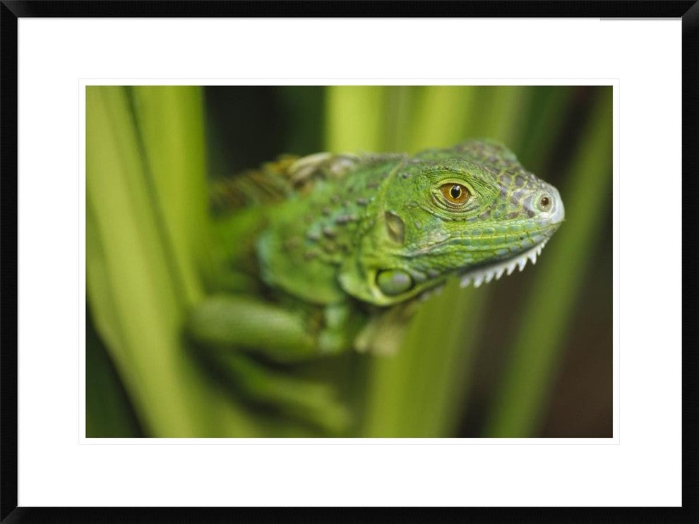 Green Iguana Amid Green Leaves, Roatan Island, Honduras, 30"x22"