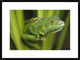 Green Iguana Amid Green Leaves, Roatan Island, Honduras, 30"x22"