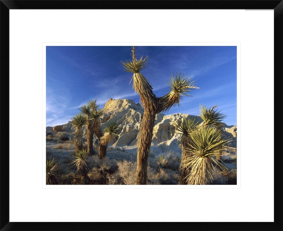 Joshua Trees In Red Rock Canyon State Park, California, 22"x18"