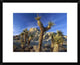 Joshua Trees In Red Rock Canyon State Park, California, 22"x18"