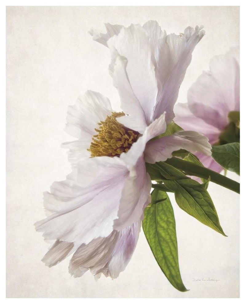"Translucent Peony IV" Digital Paper Print by Debra Van Swearingen, 22"x26"