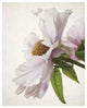 "Translucent Peony IV" Digital Paper Print by Debra Van Swearingen, 22"x26"