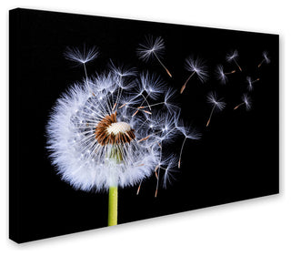 Bess Hamiti 'Dandelion Blowing' Canvas Art, 47x30