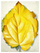 "2 Yellow Leaves (Yellow Leaves), 1928" Paper Print by Georgia O'Keeffe, 14"x18"