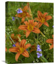 "Orange Daylily With Virginia Spiderwort North America" Artwork, 18" x 24"