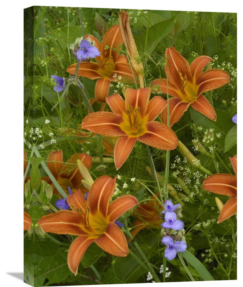 "Orange Daylily With Virginia Spiderwort North America" Artwork, 18" x 24"