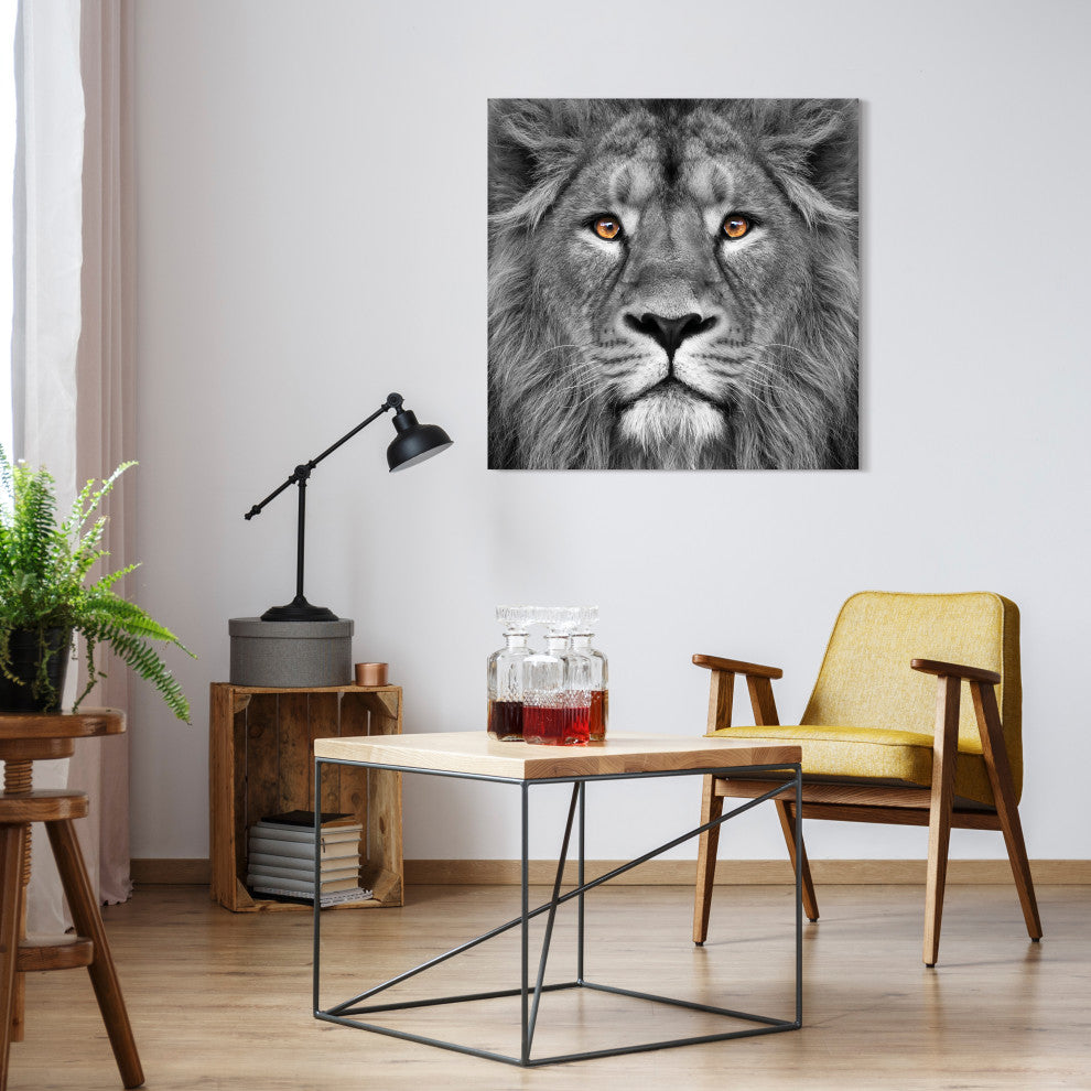 "King of the Jungle" Lion Wall Art Unframed Free Floating Tempered Glass 38 x 38