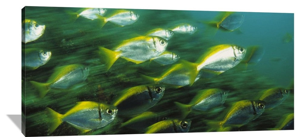 "Eastern Pomfred School Swimming, North Solitary Islands, Australia" Artwork