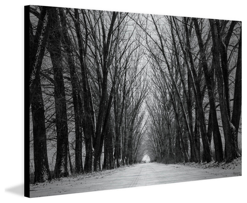 "Rows of Trees" Print on Brushed Aluminum, 60"x40"