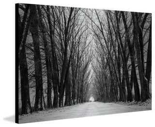 "Rows of Trees" Print on Brushed Aluminum, 60"x40"