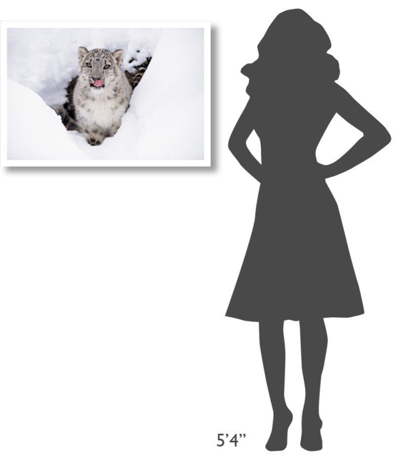 "Snow Leopard adult portrait in snow" Paper Print by Tim Fitzharris, 32"x22"