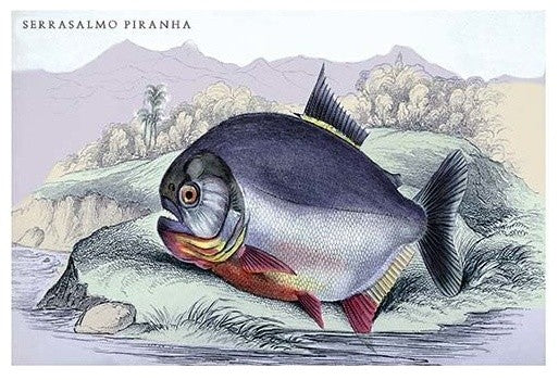 Serrasalmo Piranha- Gallery Wrapped Canvas Art 28" x 42"