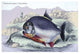 Serrasalmo Piranha- Gallery Wrapped Canvas Art 28" x 42"