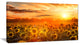 "Yellow Sunset over Sunflowers" Photography Wall Art, 40"x20"