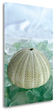 23" Sea Urchin and Green Seaglass Giclee Wrap Canvas Wall Art